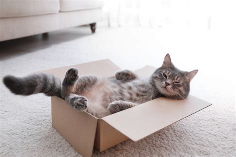 Does Wayfair Furniture Come Assembled? And Why Do Cats Love Cardboard Boxes?